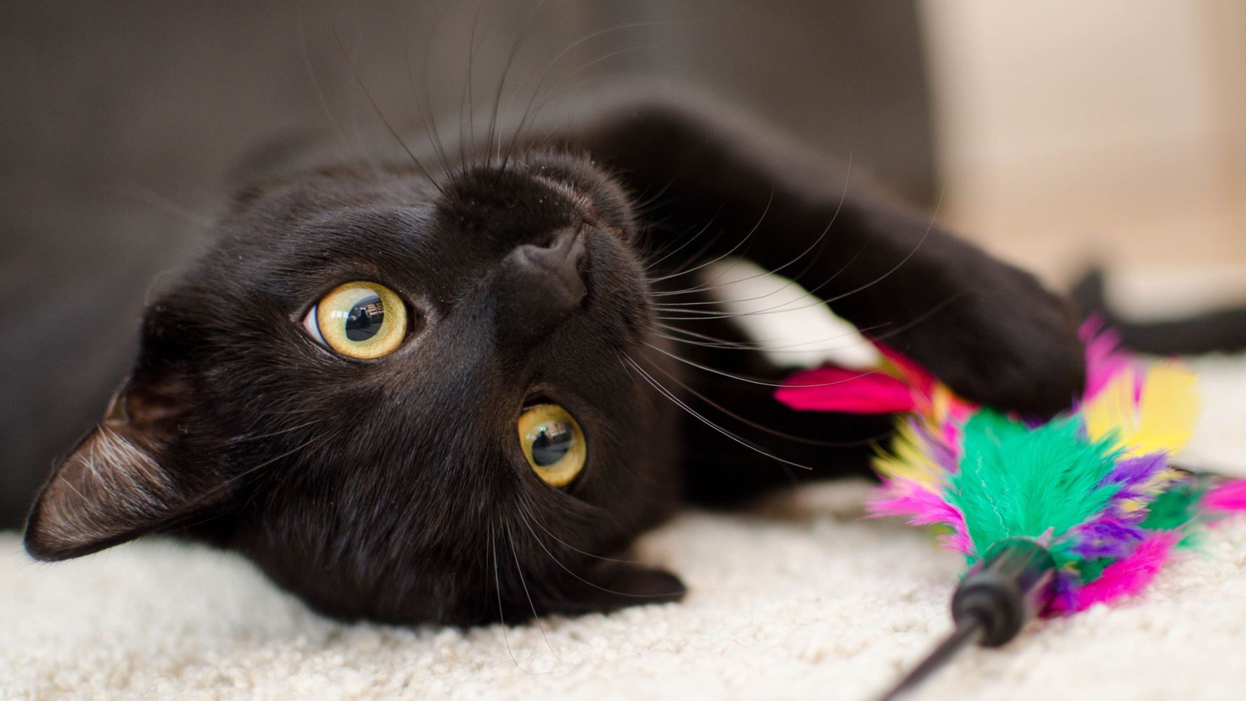 Gato negro.