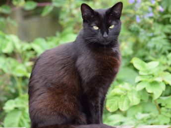 La psicología afirma que las personas que escogen gatos negros tienen mayor empatía hacia los animales