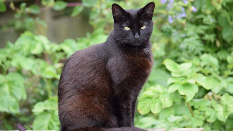 La psicología afirma que las personas que escogen gatos negros tienen mayor empatía hacia los animales