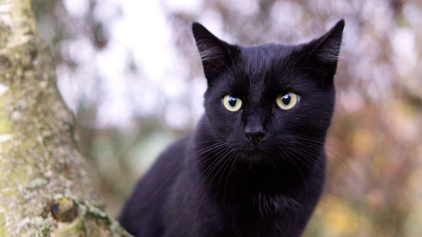 Las razones detrás de elegir un gato negro.