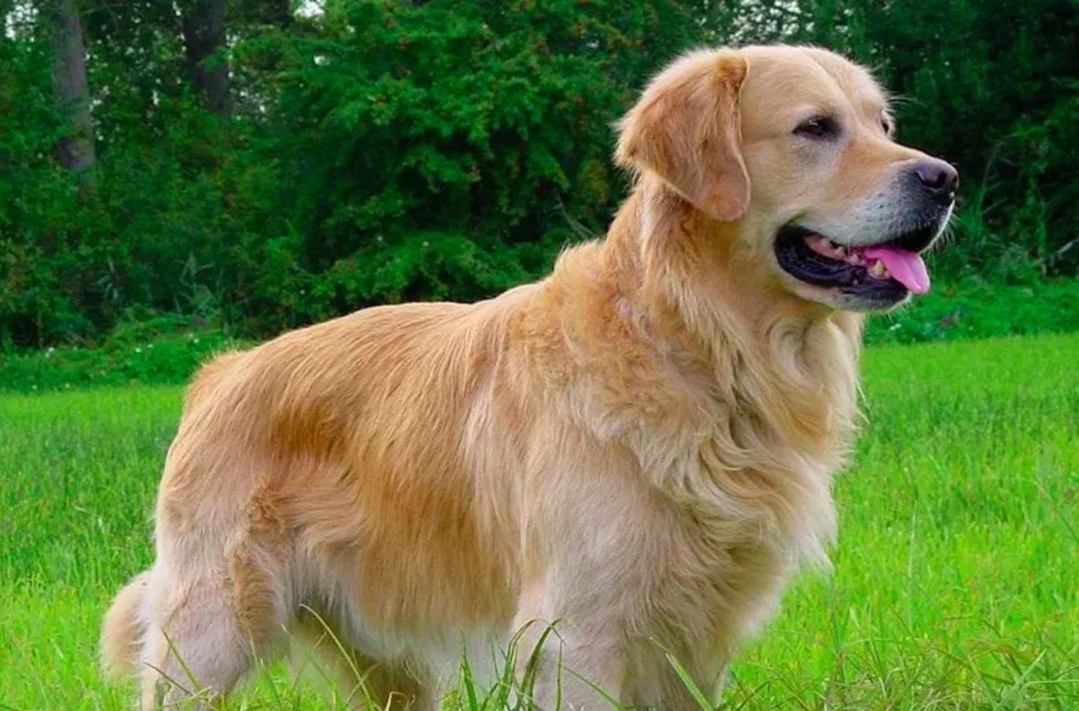 Uvas, cítricos y palta: las frutas que son muy peligrosas para tus mascotas