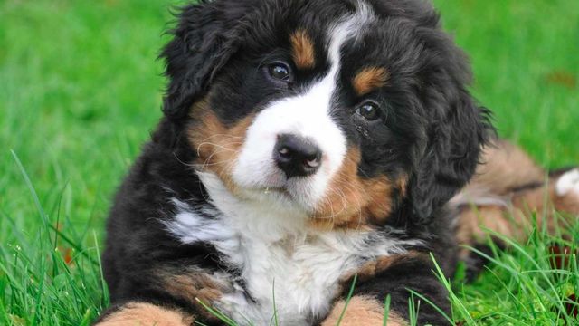 Uvas, cítricos y palta: las frutas que son muy peligrosas para tus mascotas