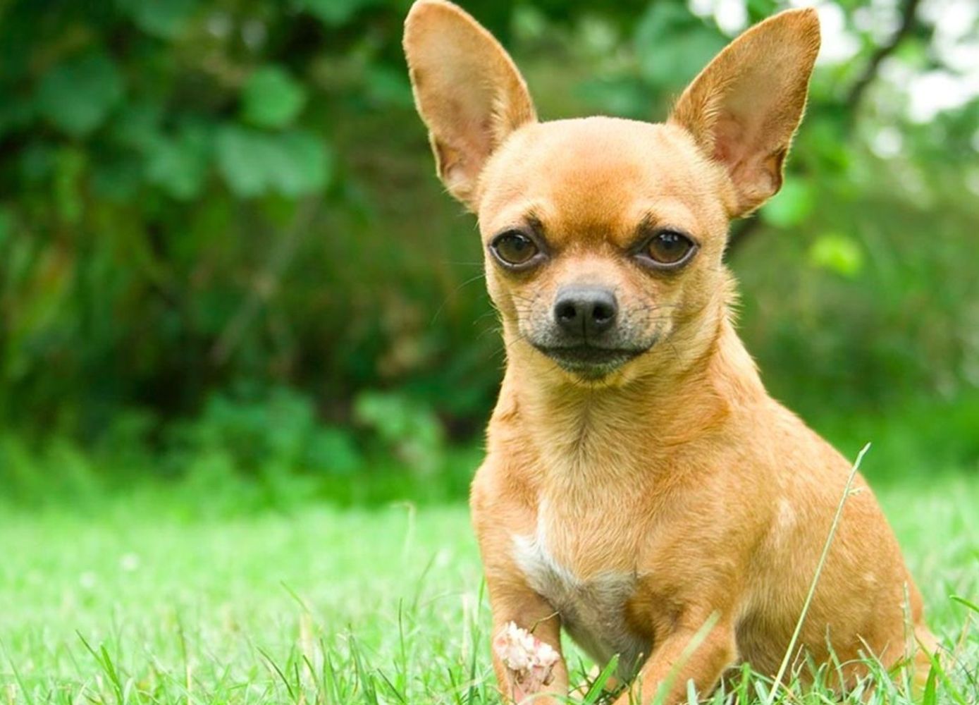 Uvas, cítricos y palta: las frutas que son muy peligrosas para tus mascotas