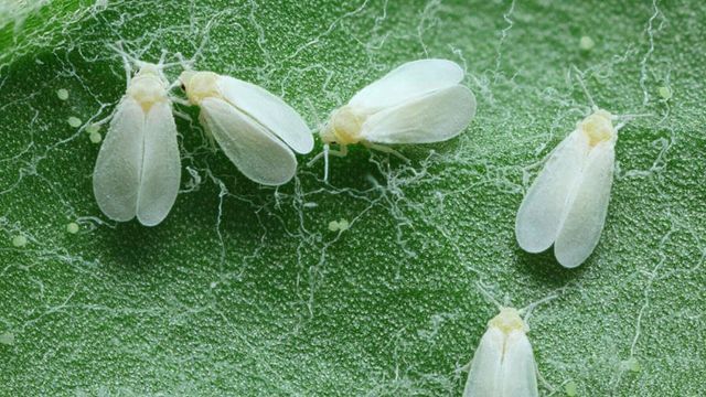 Así se elimina la mosca blanca de las plantas: 7 trucos y consejos sencillos