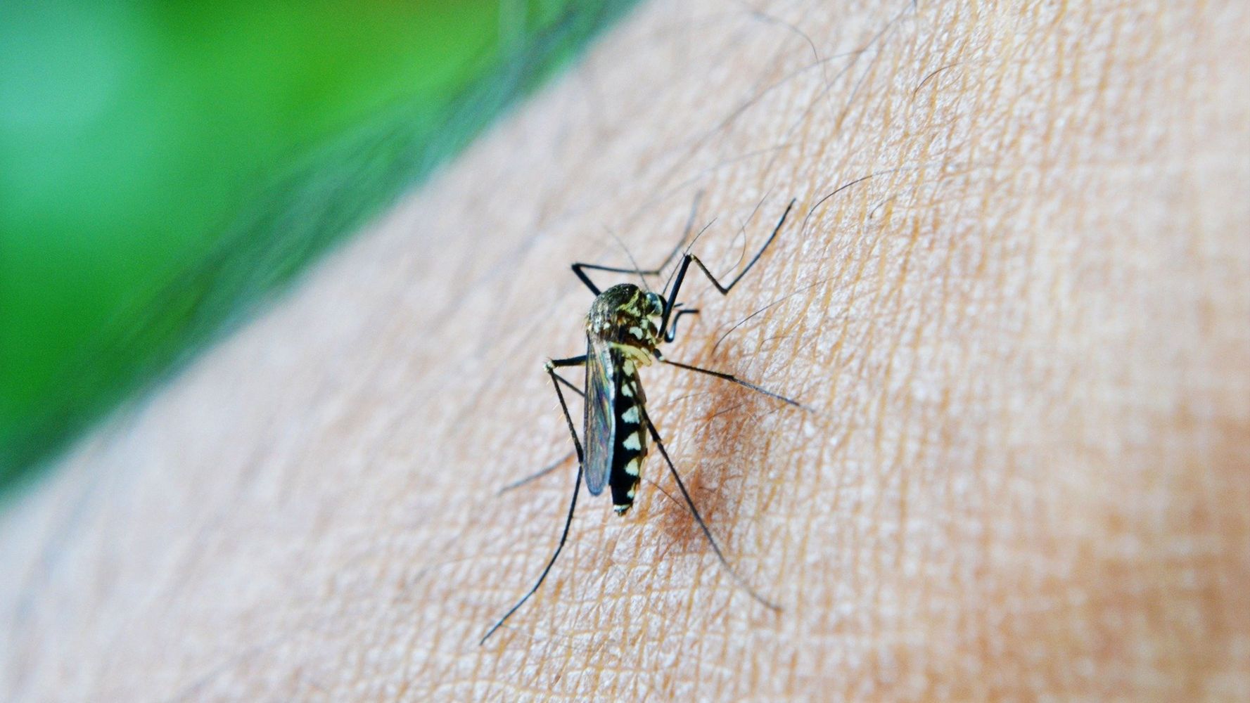Tipos de mosquitos.