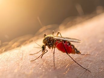 Incienso antimosquitos casero: receta fácil, natural y con ingredientes que tenés en casa
