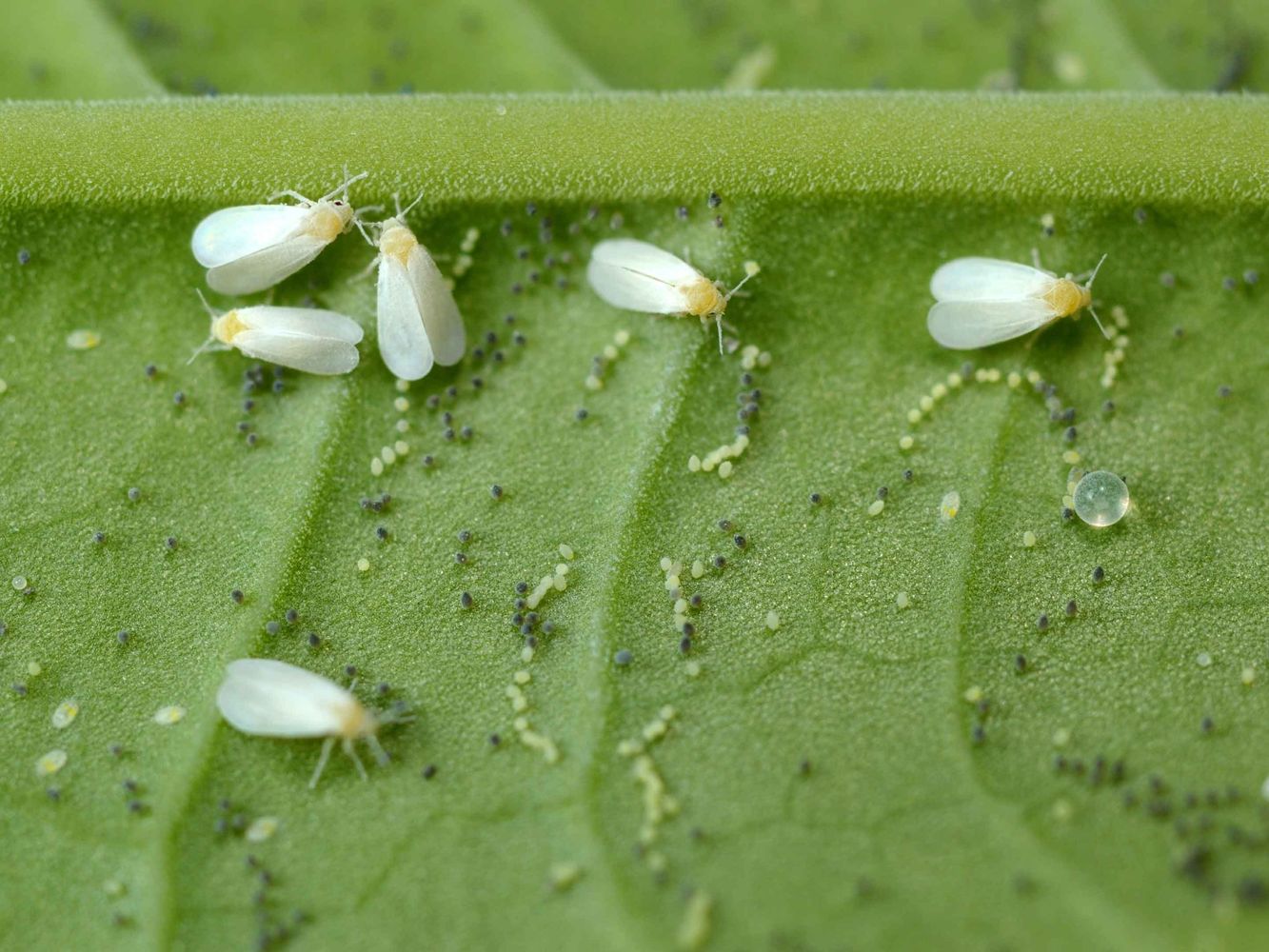 Así se elimina la mosca blanca de las plantas: 7 trucos y consejos sencillos
