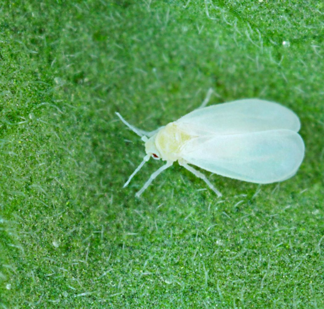 Así se elimina la mosca blanca de las plantas: 7 trucos y consejos sencillos