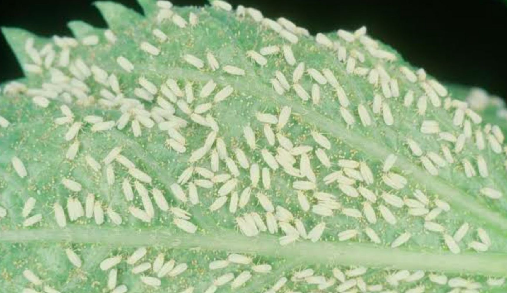 Así se elimina la mosca blanca de las plantas: 7 trucos y consejos sencillos