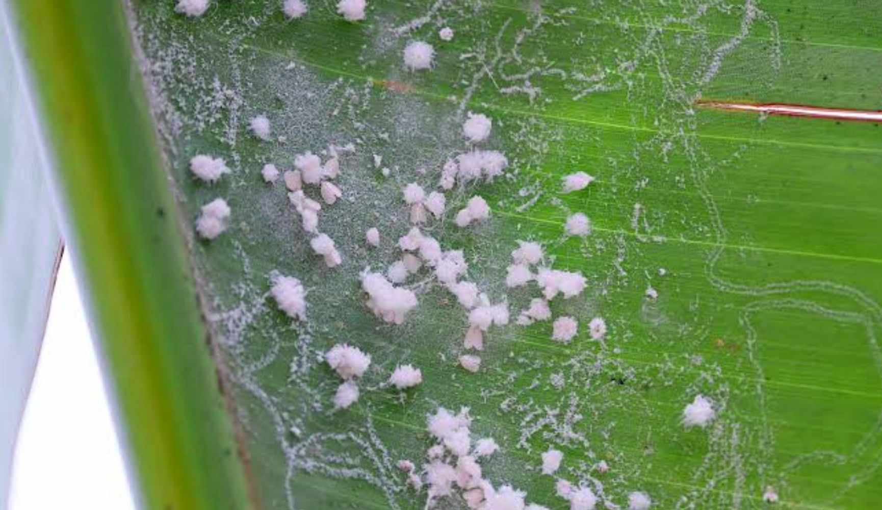 Así se elimina la mosca blanca de las plantas: 7 trucos y consejos sencillos