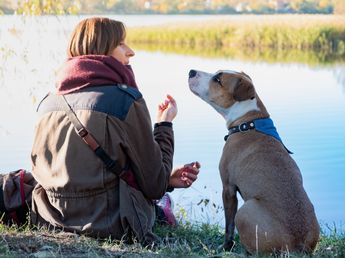 Los veterinarios coinciden: es mentira que un año de un perro son siete del humano