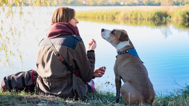 Los veterinarios confirmaron que un año humano, no son 7 de perro.