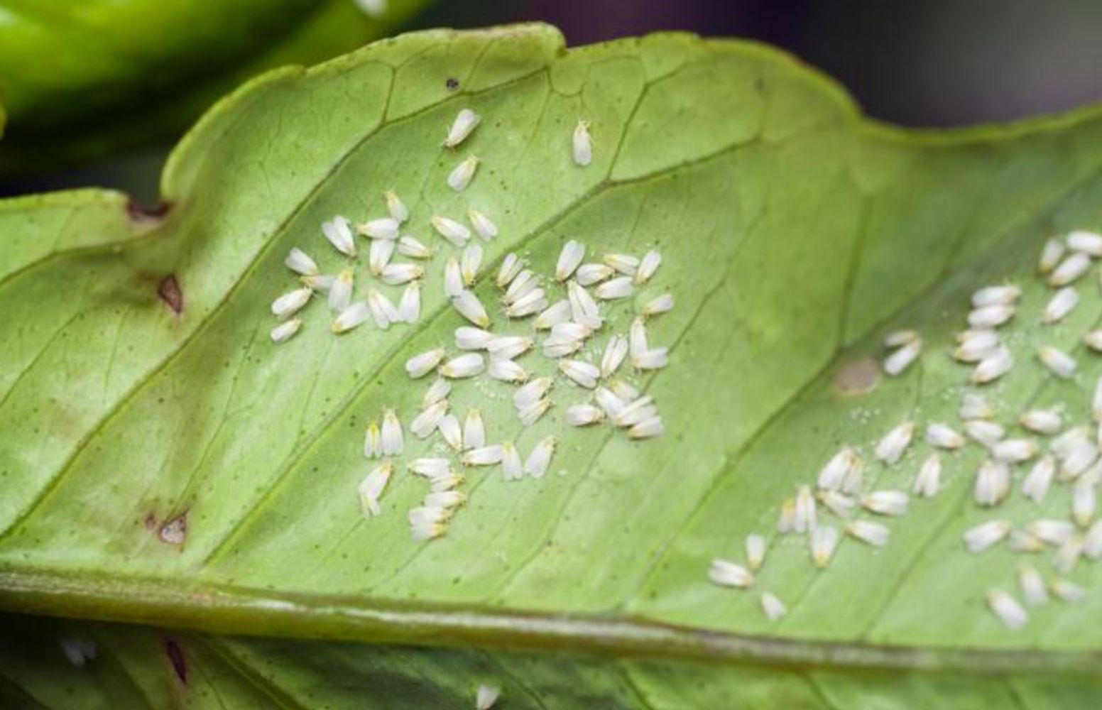 Así se elimina la mosca blanca de las plantas: 7 trucos y consejos sencillos