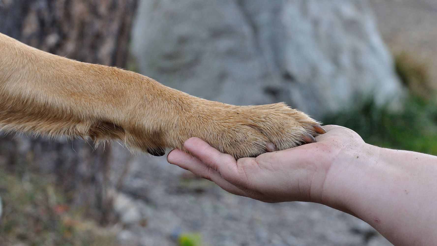 El fuerte vínculo entre los perros y los humanos.
