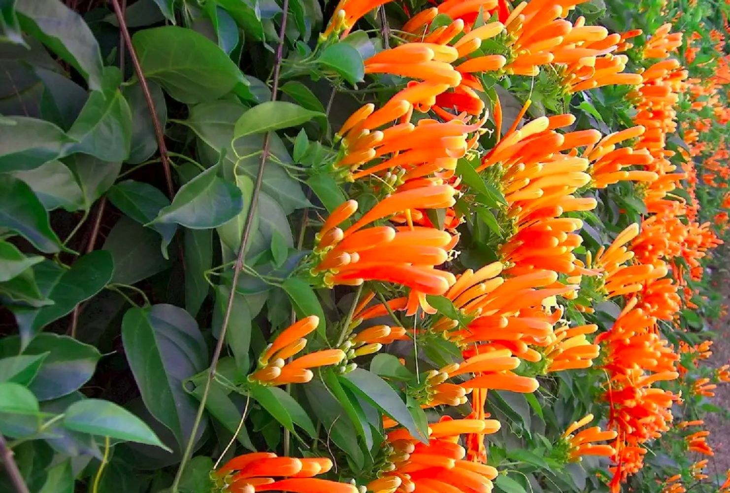 Los colibríes buscan un néctar caliente en las mañanas más frías, según especialistas del Conicet