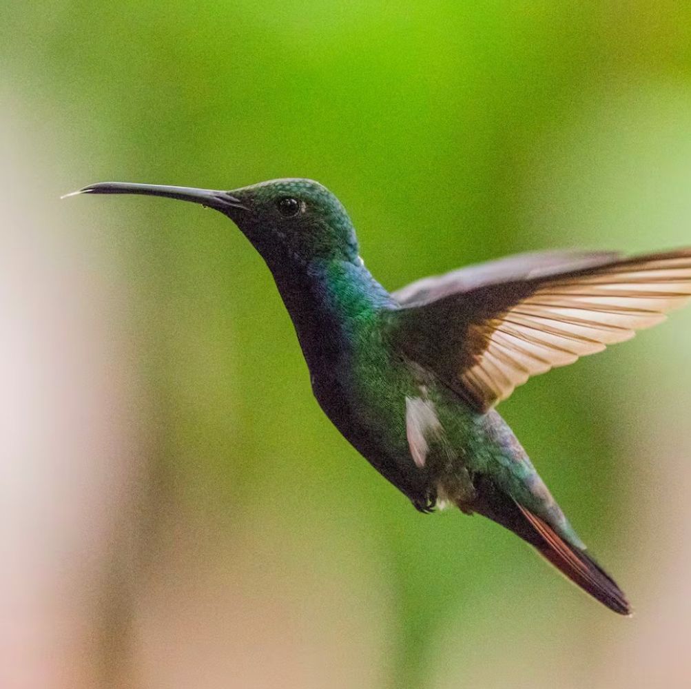 Los colibríes buscan un néctar caliente en las mañanas más frías, según especialistas del Conicet