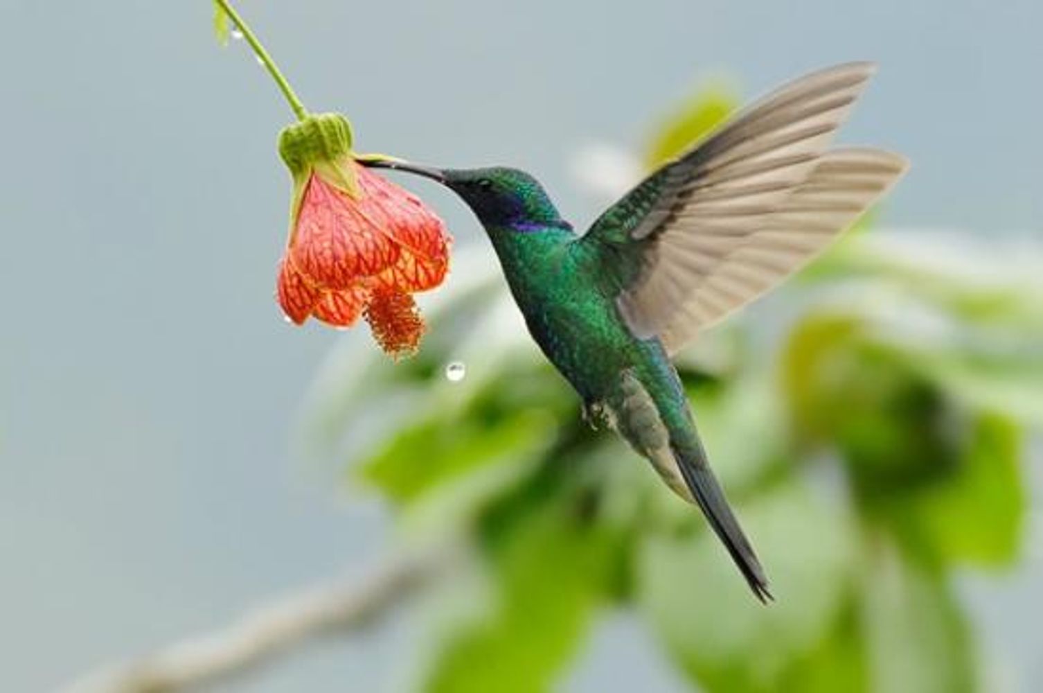 Los colibríes buscan un néctar caliente en las mañanas más frías, según especialistas del Conicet
