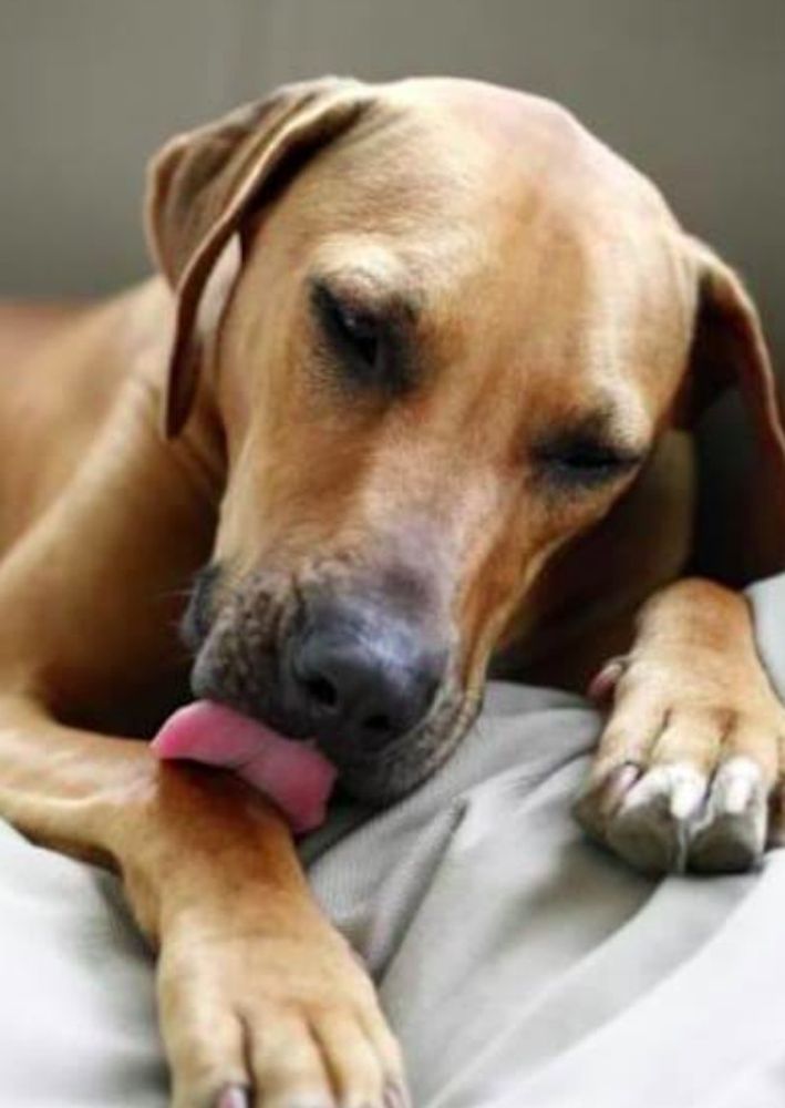 Si tu perro te chupa o lame no es sólo porque te quiera mucho, afirman los veterinarios 