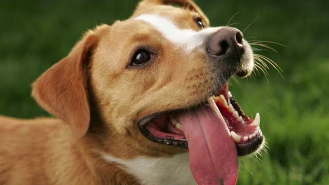 Si tu perro te chupa o lame no es sólo porque te quiera mucho, afirman los veterinarios 