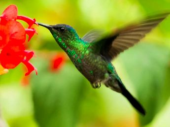 Los colibríes buscan un néctar caliente en las mañanas más frías, según especialistas del Conicet