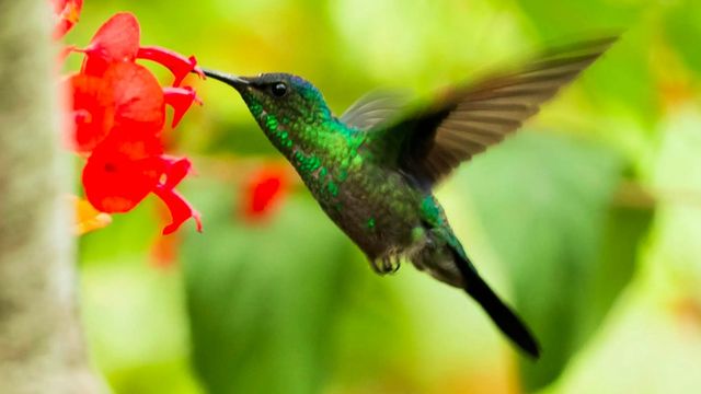 Los colibríes buscan un néctar caliente en las mañanas más frías, según especialistas del Conicet