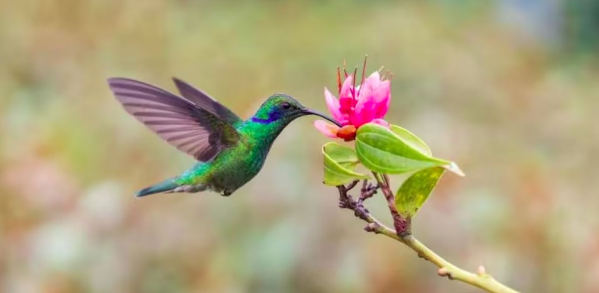 Los colibríes buscan un néctar caliente en las mañanas más frías, según especialistas del Conicet