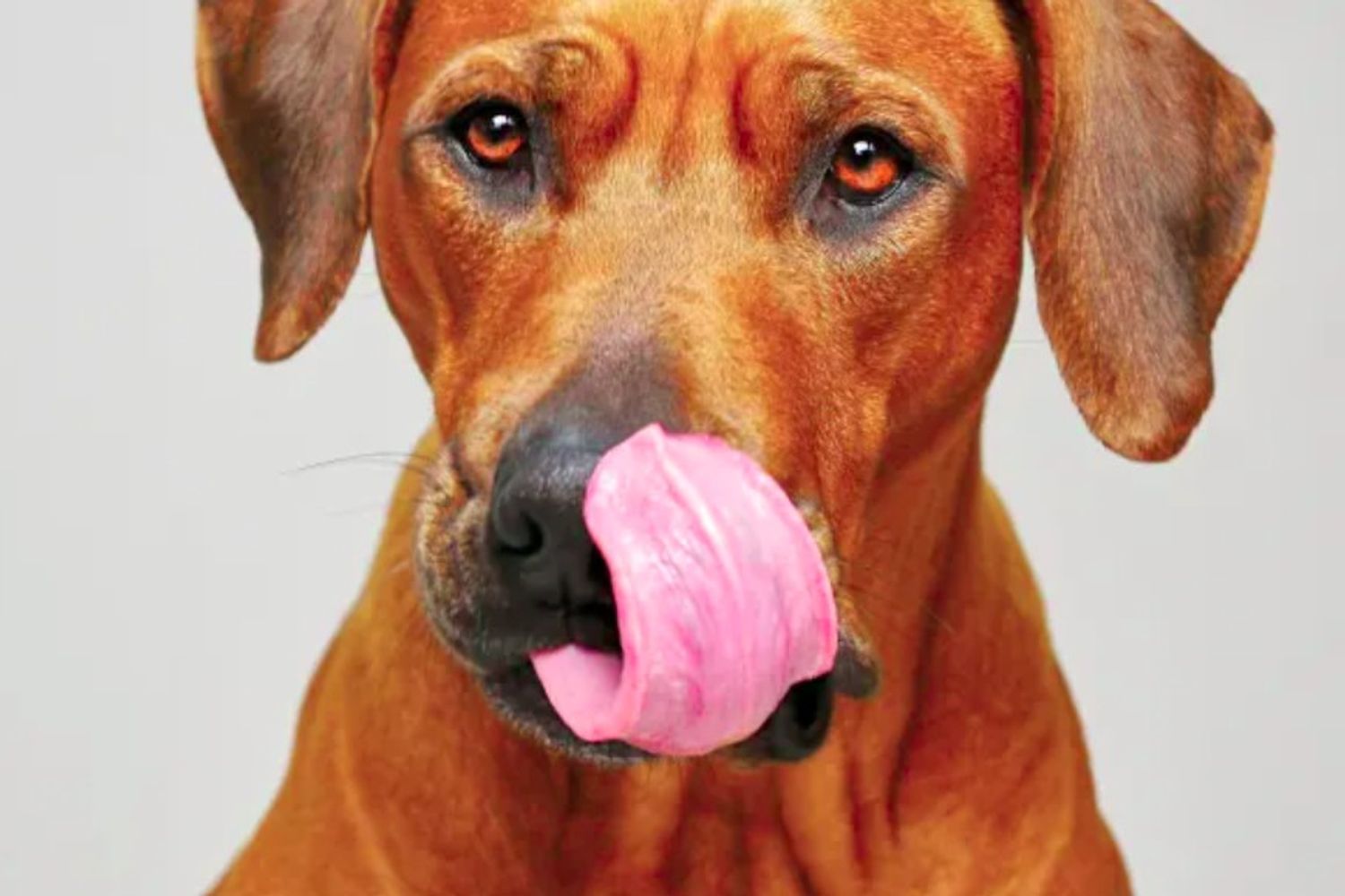 Si tu perro te chupa o lame no es sólo porque te quiera mucho, afirman los veterinarios 