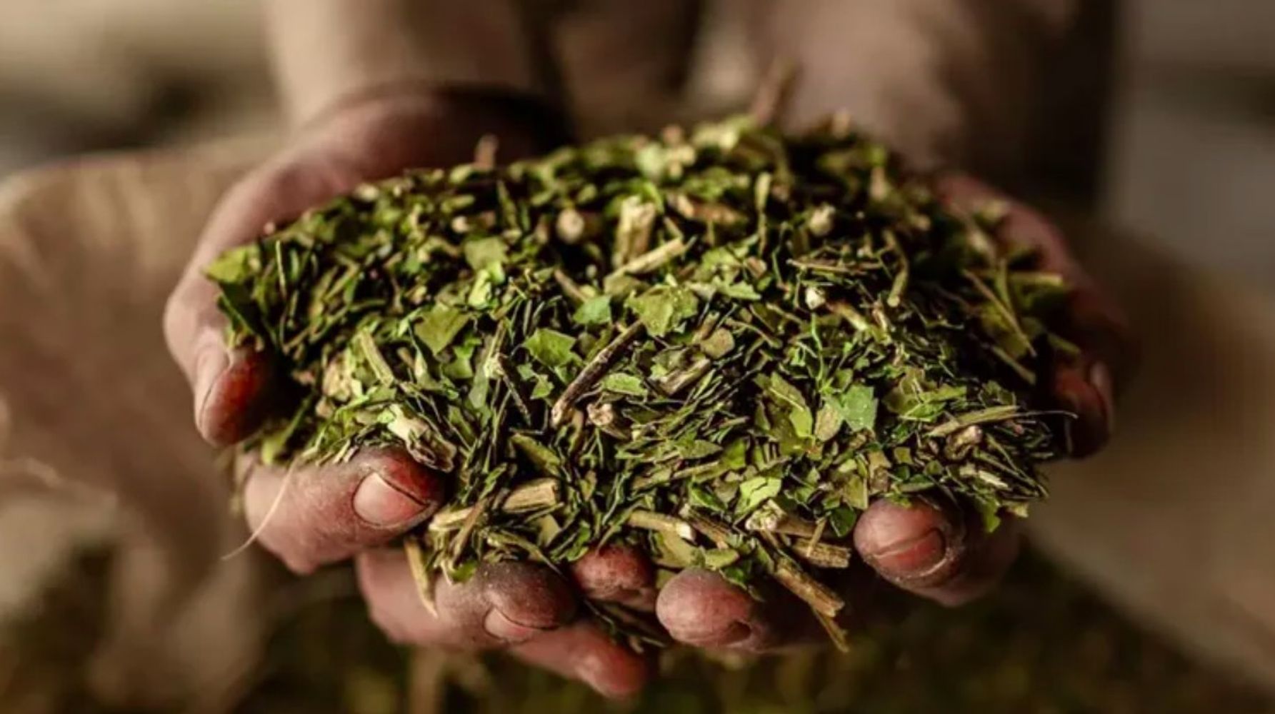 Si tenés yerba usada y cartón tenés un tesoro: podés hacer carbón ecológico para el asado
