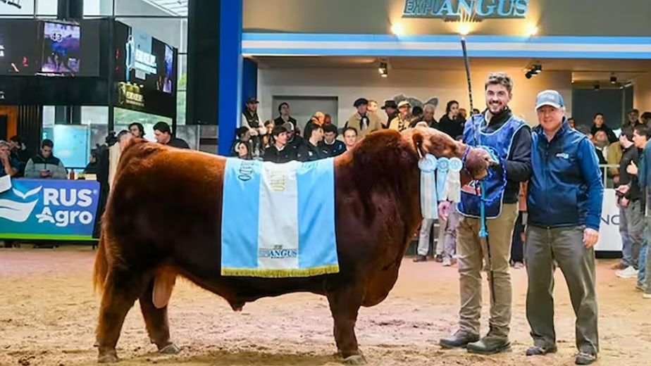Un toro de Tres Arroyos hizo historia: Álvaro, el reproductor Angus más caro de la Argentina