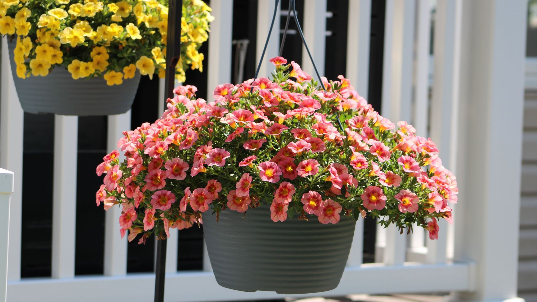 Calibrachoa.