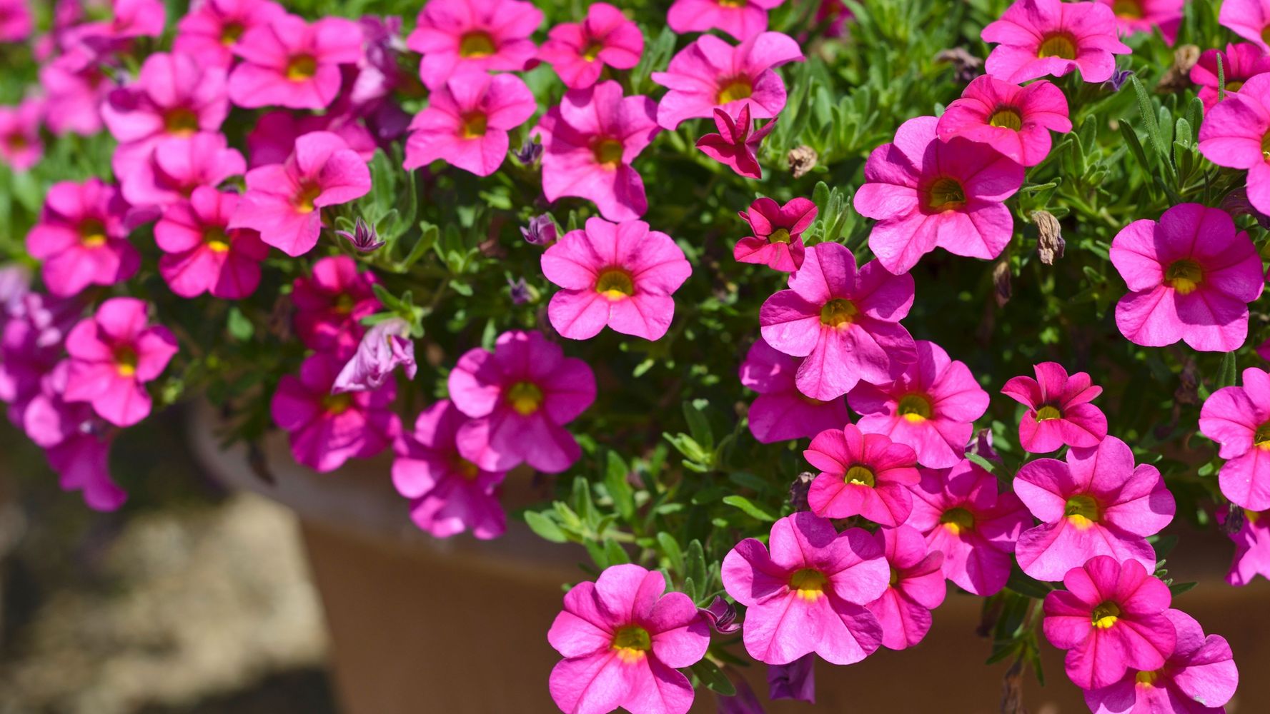 Calibrachoa, la planta ideal para el balcón.