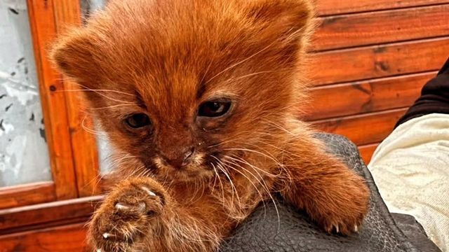 El animal quedó bajo cuidado de Flora, Fauna Silvestre y Suelos de la provincia para su posterior traslado.