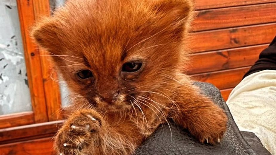 El animal quedó bajo cuidado de Flora, Fauna Silvestre y Suelos de la provincia para su posterior traslado.
