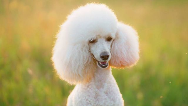 Erica, veterinaria: “Si tu caniche hace este movimiento, puede tener una luxación de rótula”