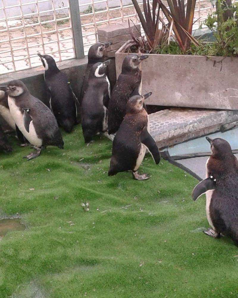 El Aquarium de Mar del Plata cerró y ahora buscan vender 4 pingüinos para pagar sus deudas