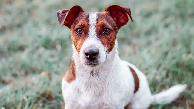 Alex Elvira, adiestrador canino: "El Dálmata, el Jack Russell Terrier y el Shiba Inu son los tres perros más difíciles de adiestrar"