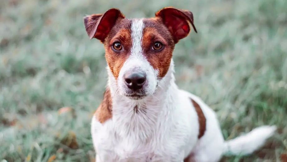 Alex Elvira, adiestrador canino: "El Dálmata, el Jack Russell Terrier y el Shiba Inu son los tres perros más difíciles de adiestrar"