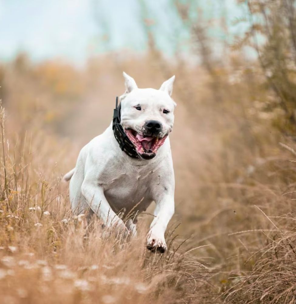 Alex Elvira, adiestrador canino: "El Dálmata, el Jack Russell Terrier y el Shiba Inu son los tres perros más difíciles de adiestrar"