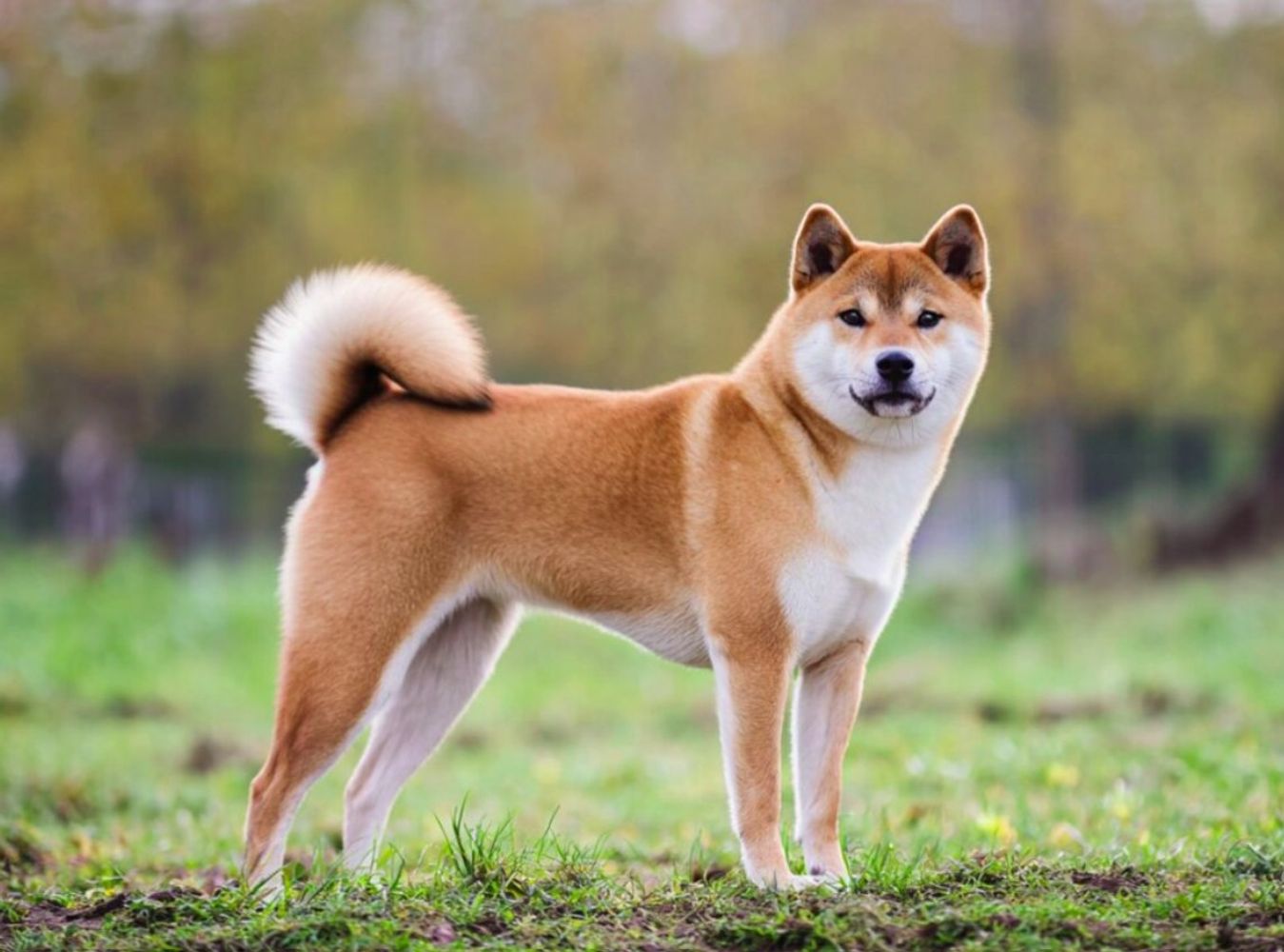Alex Elvira, adiestrador canino: "El Dálmata, el Jack Russell Terrier y el Shiba Inu son los tres perros más difíciles de adiestrar"