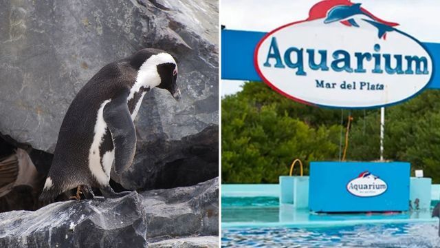 El Aquarium de Mar del Plata cerró y ahora buscan vender 4 pingüinos para pagar sus deudas
