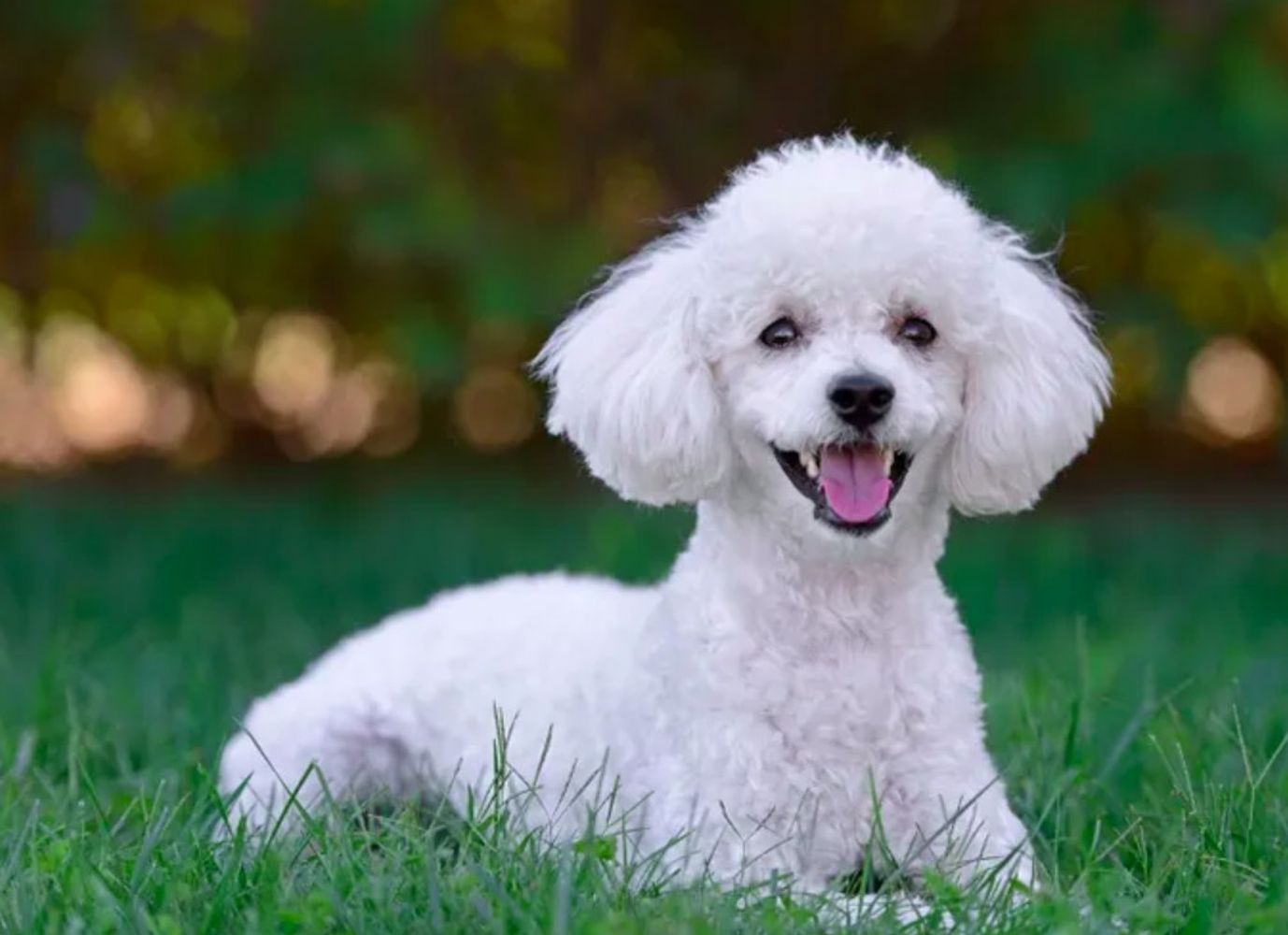 Erica, veterinaria: “Si tu caniche hace este movimiento, puede tener una luxación de rótula”