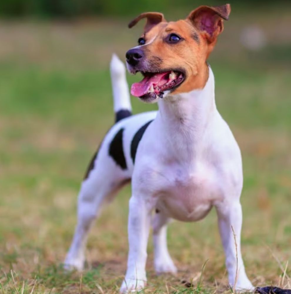 Alex Elvira, adiestrador canino: "El Dálmata, el Jack Russell Terrier y el Shiba Inu son los tres perros más difíciles de adiestrar"
