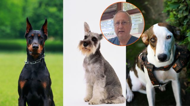 La mejor raza de perros, según un veterinario.