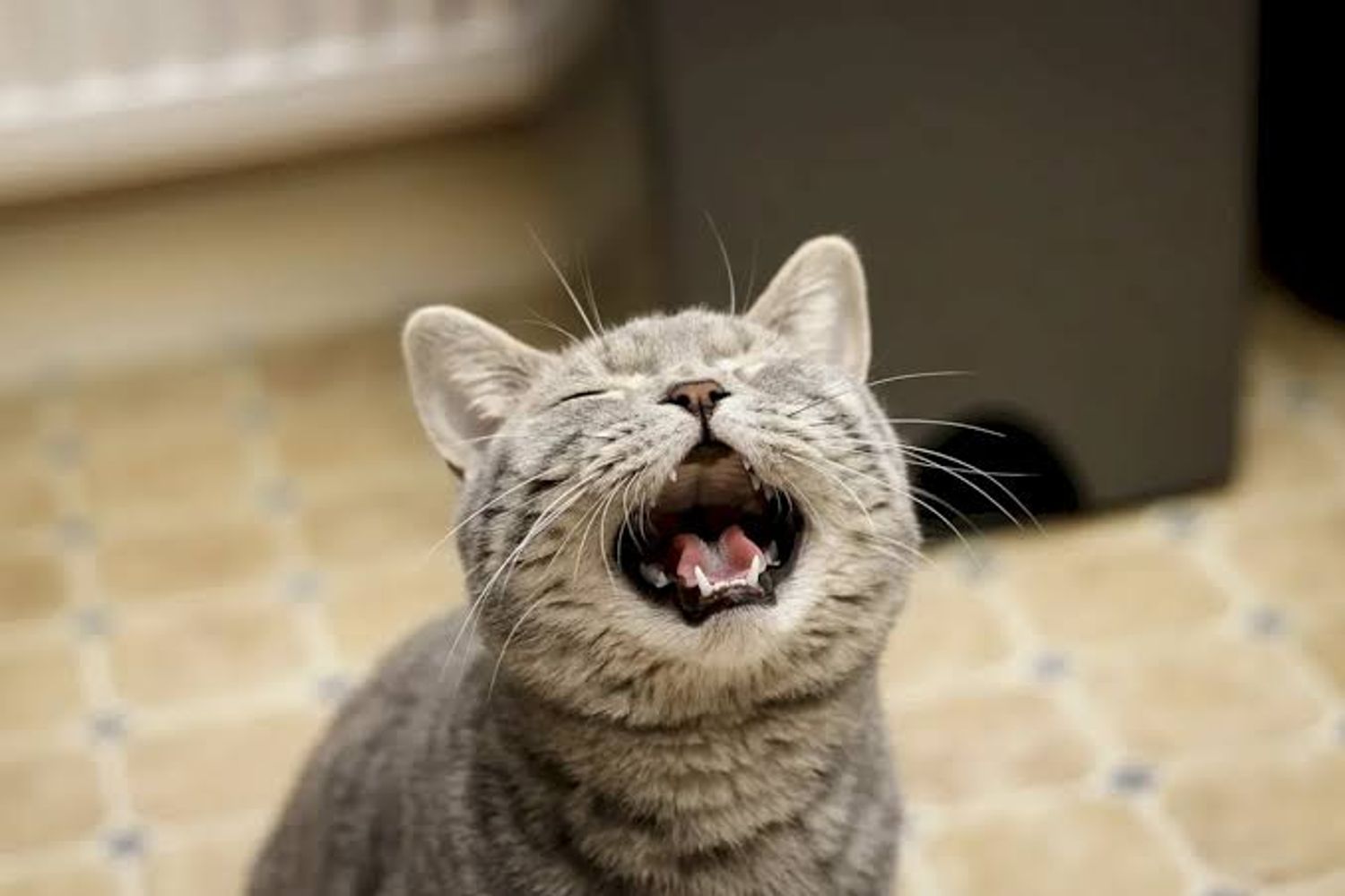 Los veterinarios expertos coinciden: los gatos que maúllan por la noche no es por miedo ni tristeza, sino que están aburridos y necesitan más actividad