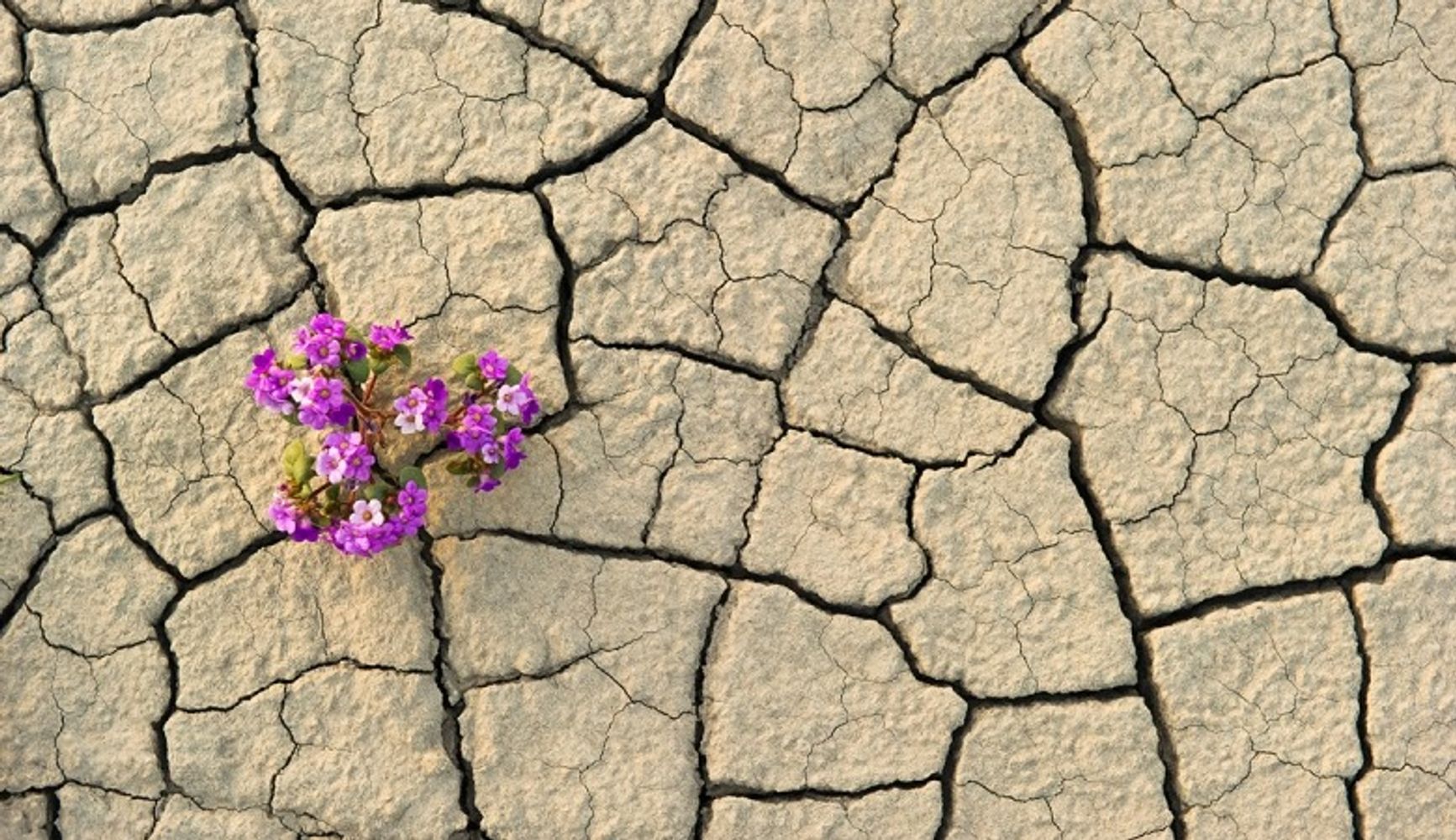 La memoria activa funciona como un mecanismo central de resiliencia