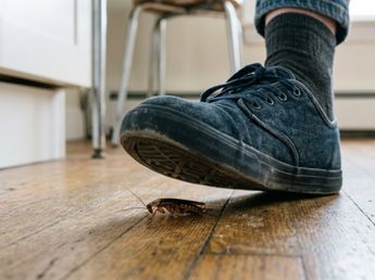 Por qué no hay que pisar cucharachas: los expertos confirman la mejor forma de eliminarlas