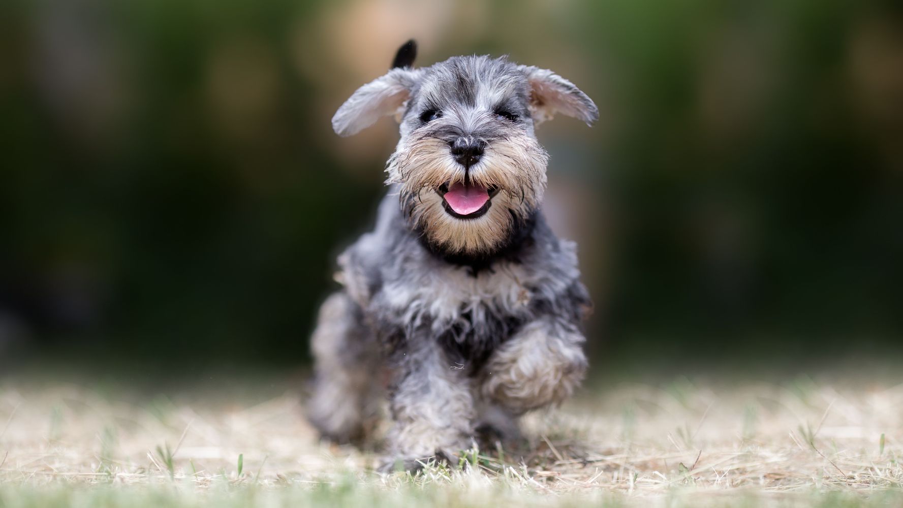 Raza Schnauzer Mini.