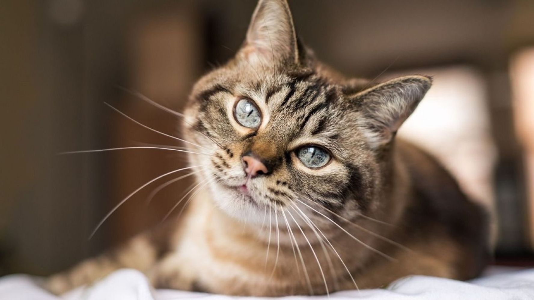 Los veterinarios expertos coinciden: los gatos que maúllan por la noche no es por miedo ni tristeza, sino que están aburridos y necesitan más actividad