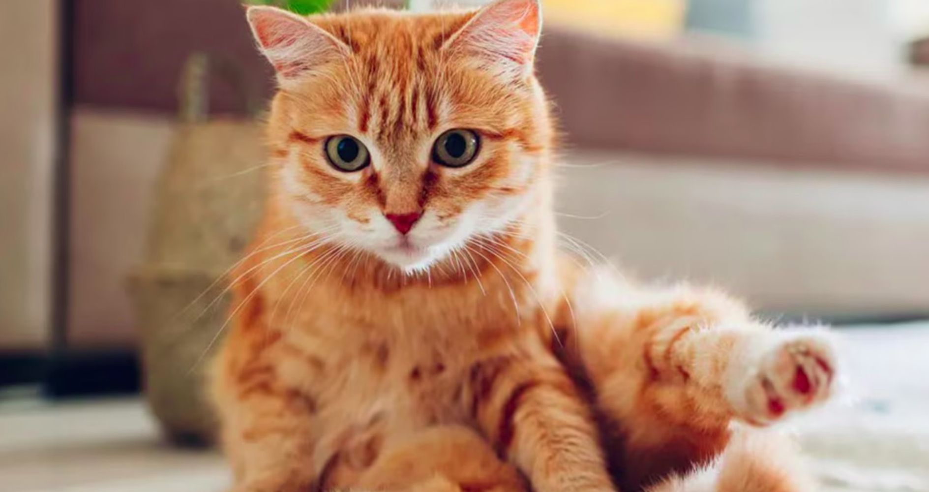 Los veterinarios expertos coinciden: los gatos que maúllan por la noche no es por miedo ni tristeza, sino que están aburridos y necesitan más actividad