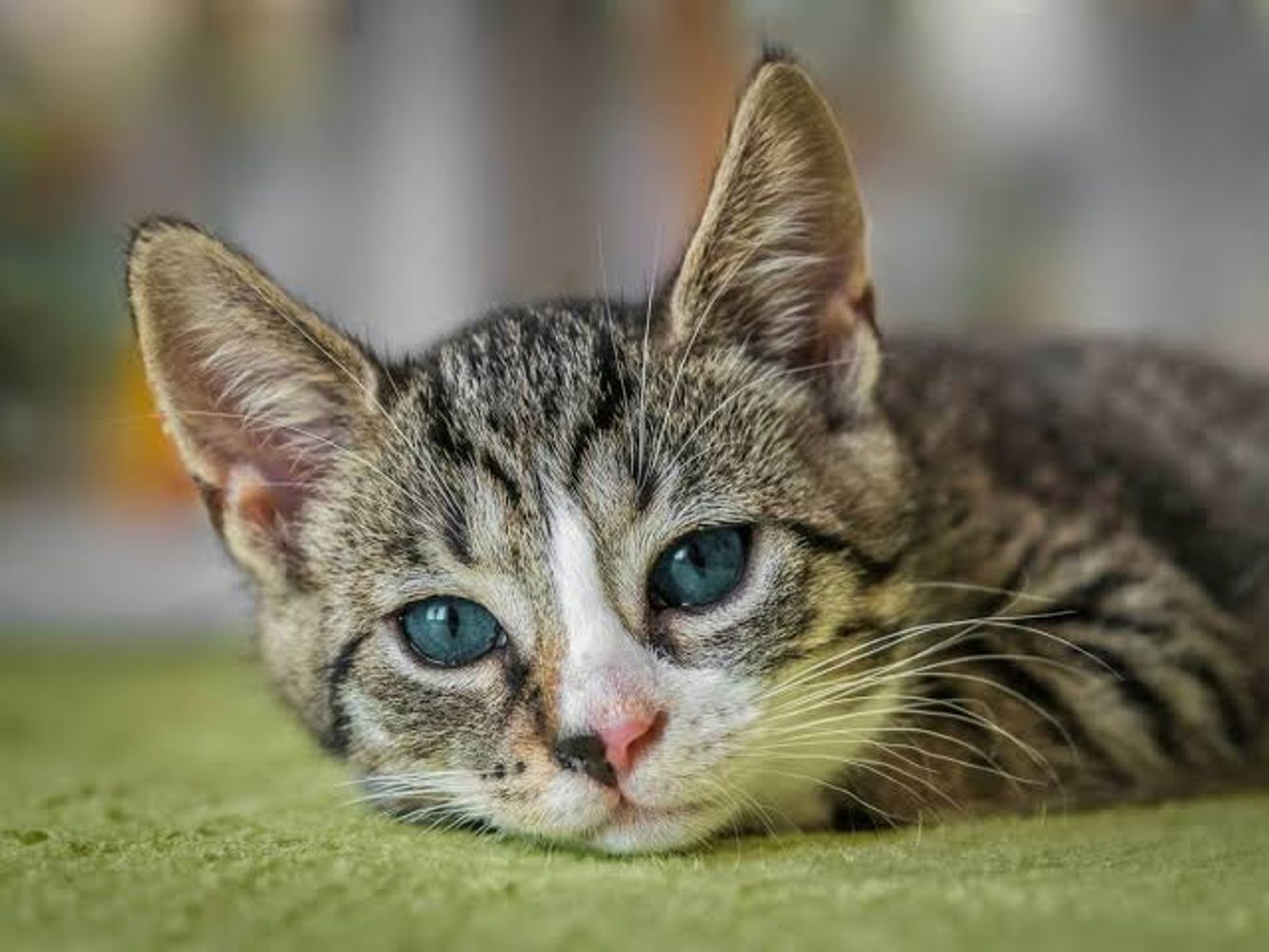 Los veterinarios expertos coinciden: los gatos que maúllan por la noche no es por miedo ni tristeza, sino que están aburridos y necesitan más actividad